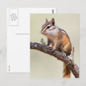 Niedlich und chubby chipmunk postkarte (Vorne/Hinten)
