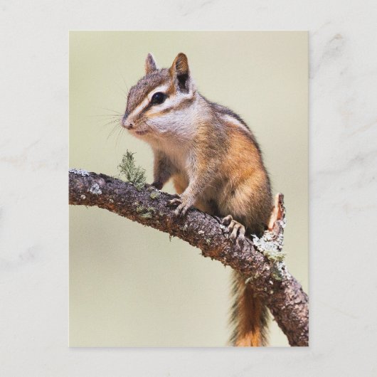 Niedlich und chubby chipmunk postkarte (Vorderseite)
