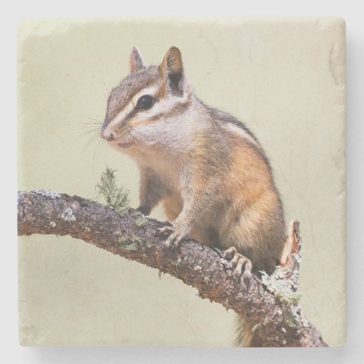 Niedlich und Chubby Chipmunk Steinuntersetzer (Vorderseite)