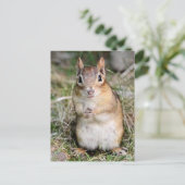 Niedlich und freundlich Chipmunk Postkarte (Stehend Vorderseite)