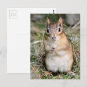 Niedlich und freundlich Chipmunk Postkarte (Vorne/Hinten)