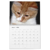 Niedlich und Spaß "Kitty Koolness" 2024 Katzenkale Kalender (Mär 2026)