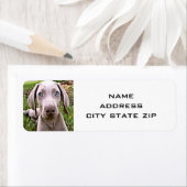 NIEDLICH WEIMARANER RÜCKSENDEADRESSEN-AUFKLEBER (Insitu)