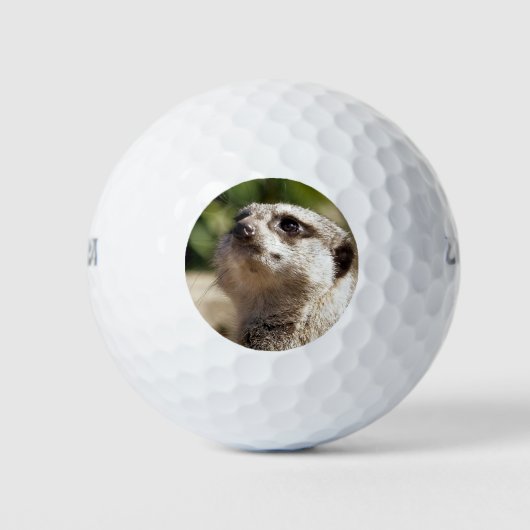 NIEDLICH WENIG MEERKAT GOLFBALL (Vorderseite)