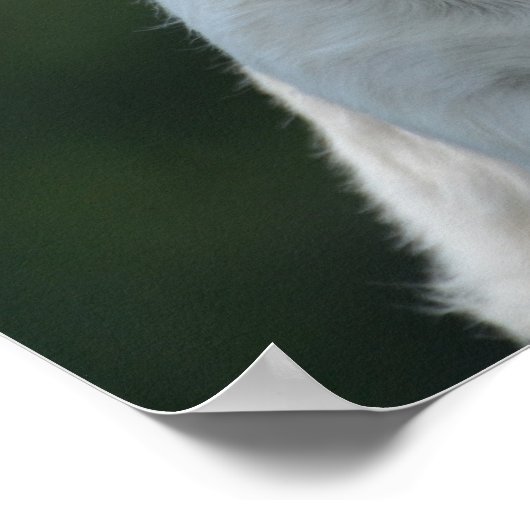 Niedlich West Highland White Terrier Poster (Ecke)