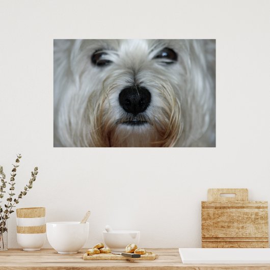 Niedlich Westie Canvas Print Poster (Küche)