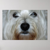 Niedlich Westie Canvas Print Poster (Vorne)