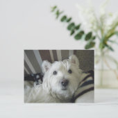 Niedlich Westie Face Foto Postkarte (Stehend Vorderseite)