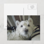 Niedlich Westie Face Foto Postkarte (Vorne/Hinten)