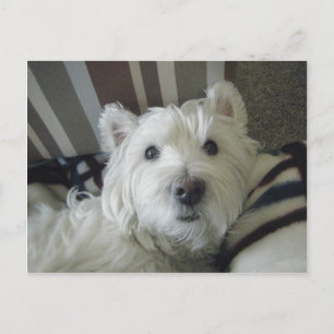 Niedlich Westie Face Foto Postkarte