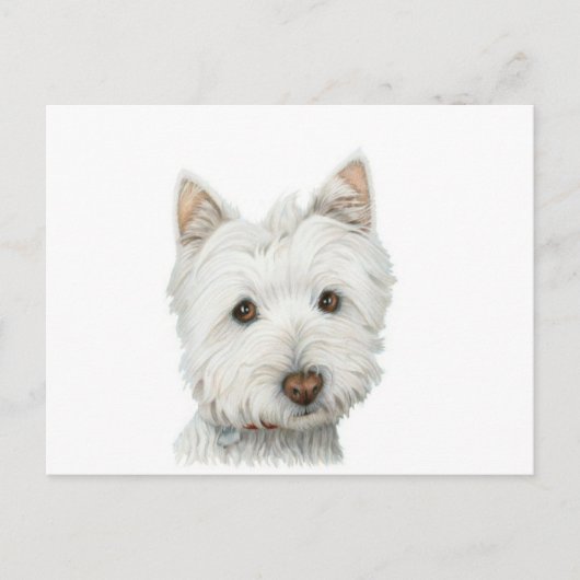 Niedlich Westie Hund Postkarte (Vorderseite)