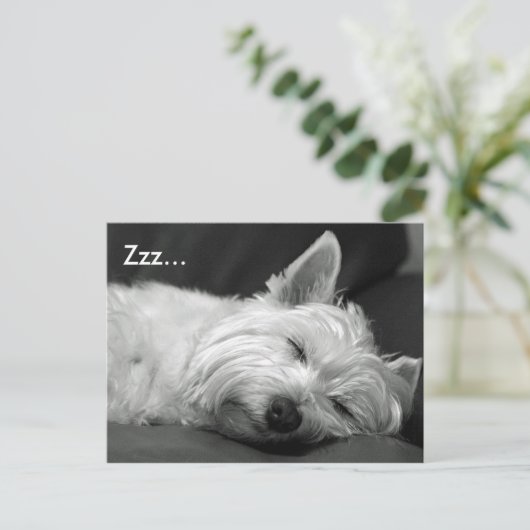 Niedlich Westie (West Highland Terrier) Hunde Post Postkarte (Stehend Vorderseite)