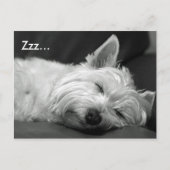Niedlich Westie (West Highland Terrier) Hunde Post Postkarte (Vorderseite)