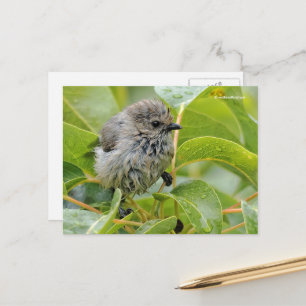 Niedlich Wet Wee Baby Bushtit Songbird auf Laurel Postkarte