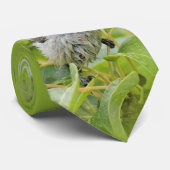 Niedlich Wet Wee Bushtit auf dem Laurel Krawatte (Gerollt)