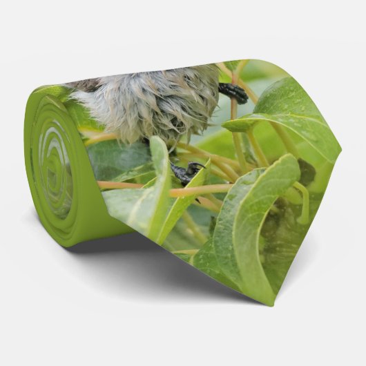 Niedlich Wet Wee Bushtit auf dem Laurel Krawatte (Gerollt)