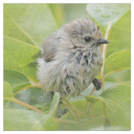 Niedlich Wet Wee Bushtit auf dem Laurel Stoff