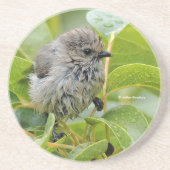 Niedlich Wet Wee Bushtit Songbird auf Laurel Getränkeuntersetzer (Vorne)