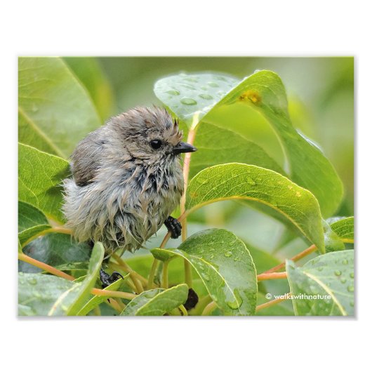 Niedlich Wet Young Bushtit Songbird auf dem Laurel Fotodruck (Vorne)