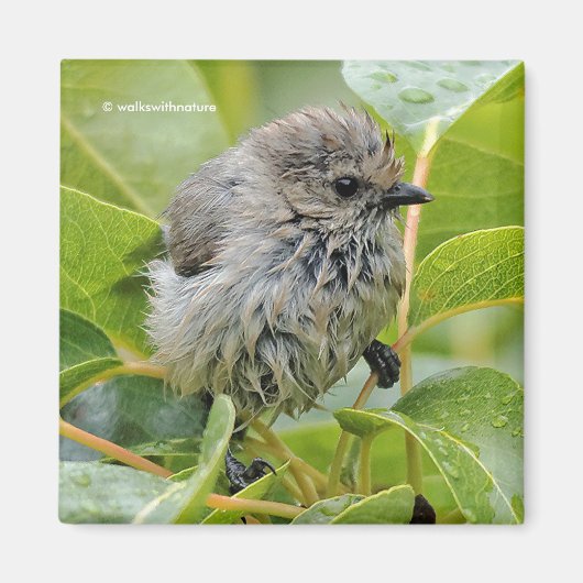 Niedlich Wet Young Bushtit Songbird auf dem Laurel Magnet (Vorne)