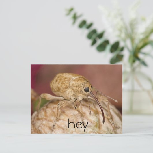 Niedlich Wevil Postkarte (Stehend Vorderseite)