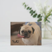 Niedlich White Bulldog Hello Postcard Postkarte (Stehend Vorderseite)