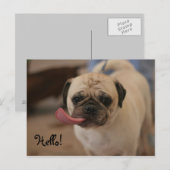 Niedlich White Bulldog Hello Postcard Postkarte (Vorne/Hinten)