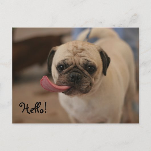 Niedlich White Bulldog Hello Postcard Postkarte (Vorderseite)