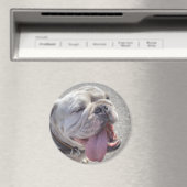 Niedlich White English Bulldog Magnet (In Situ (Geschirrspüler))