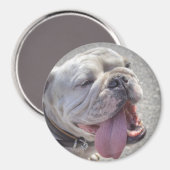 Niedlich White English Bulldog Magnet (Vorderseite/Rückseite)