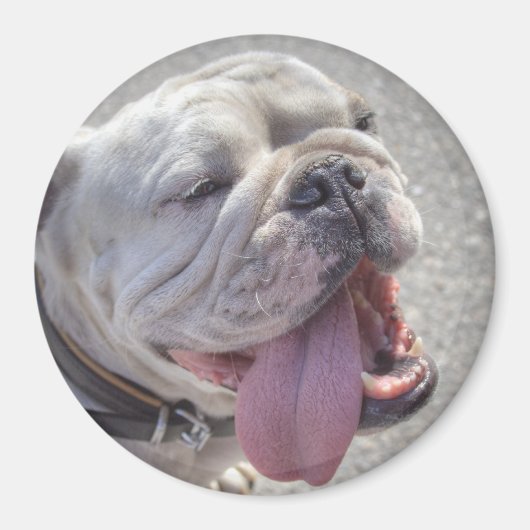 Niedlich White English Bulldog Magnet (Vorne)