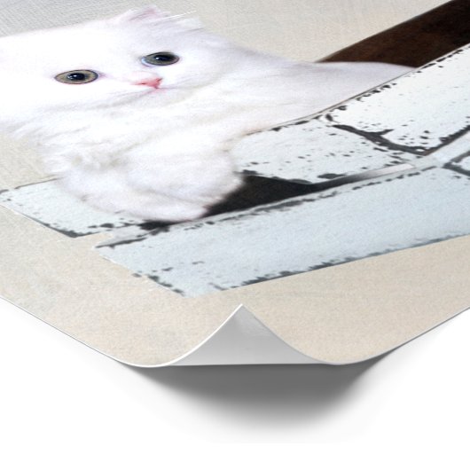 Niedlich White Persian Kitten Poster (Ecke)