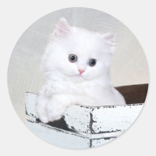 Niedlich White Persian Kitten Runder Aufkleber (Vorderseite)