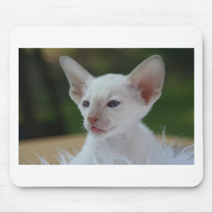 Niedlich White Siamese Kitten Mousepad