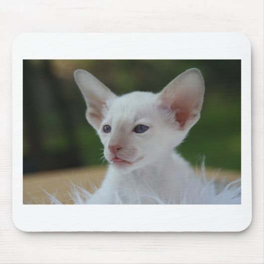 Niedlich White Siamese Kitten Mousepad (Vorne)