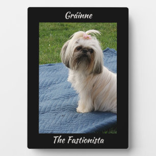 Niedlich White Yorkshire Terrier Fotoplatte