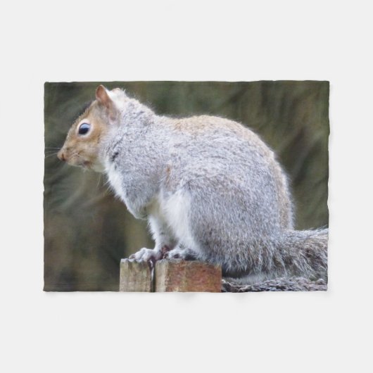 Niedlich Wild Gray Squirrel (UK) Fleecedecke (Vorderseite (Horizontal))