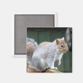 Niedlich Wild Gray Squirrel (UK) Magnet (Vorderseite/Rückseite)