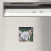 Niedlich Wild Gray Squirrel (UK) Magnet (In Situ (Geschirrspüler))