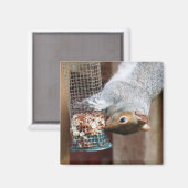 Niedlich Wild Gray Squirrel (UK) Magnet (Vorderseite/Rückseite)