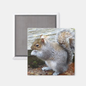 Niedlich Wild Gray Squirrel (UK) Magnet (Vorderseite/Rückseite)