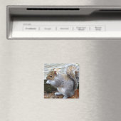 Niedlich Wild Gray Squirrel (UK) Magnet (In Situ (Geschirrspüler))