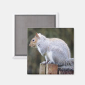 Niedlich Wild Gray Squirrel (UK) Magnet (Vorderseite/Rückseite)