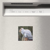 Niedlich Wild Gray Squirrel (UK) Magnet (In Situ (Geschirrspüler))