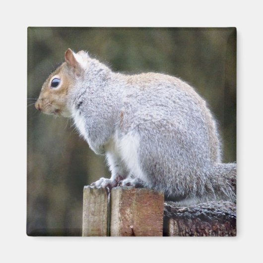 Niedlich Wild Gray Squirrel (UK) Magnet (Vorne)