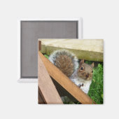 Niedlich Wild Gray Squirrel (UK) Magnet (Vorderseite/Rückseite)