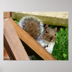 Niedlich Wild Gray Squirrel (UK) Poster