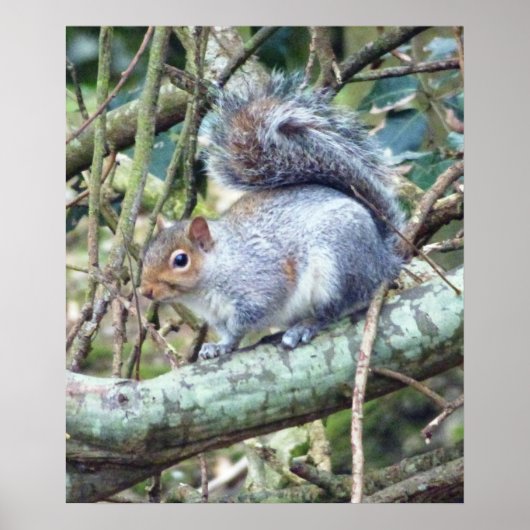 Niedlich Wild Gray Squirrel (UK) Poster (Vorne)