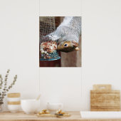 Niedlich Wild Gray Squirrel (UK) Poster (Küche)