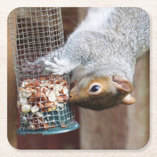 Niedlich Wild Gray Squirrel (UK) Rechteckiger Pappuntersetzer (Vorderseite)
